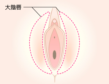 大陰唇とは