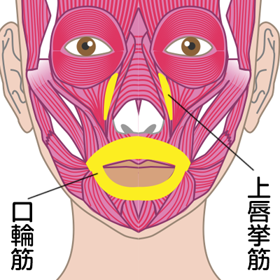 ガミースマイルの原因となる筋肉