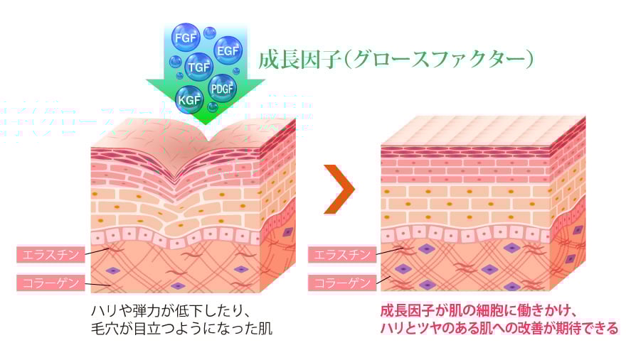 老化した細胞を若返らせるスイッチ　グロースファクター（成長因子）とは