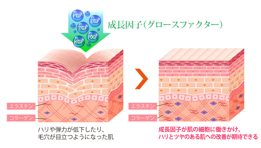 老化した細胞を若返らせるスイッチ　グロースファクター（成長因子）とは