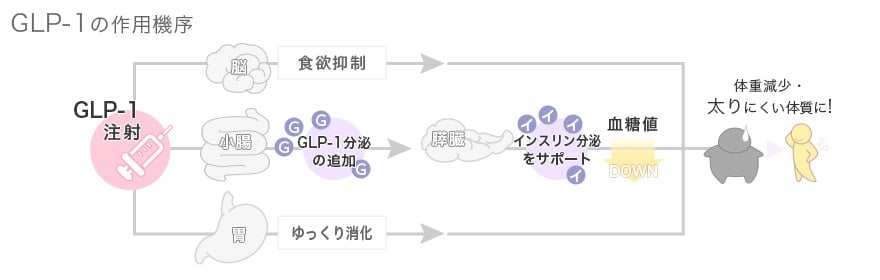 GLP-1ダイエット注射が食欲減・体重減・痩せやすい体質改善になっていく流れ