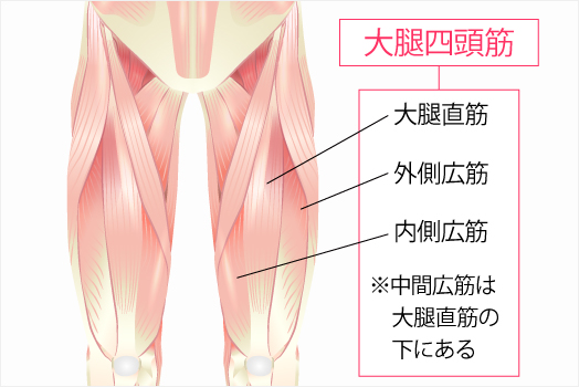 大腿四頭筋群のイラスト