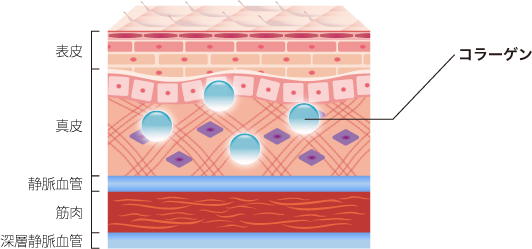 肌の断面図のイラスト