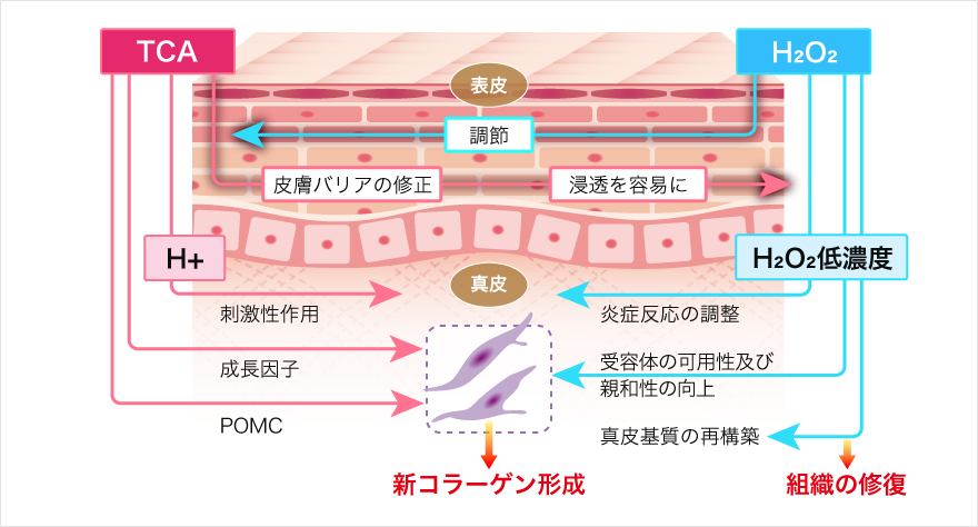 PRX-T33の作用イメージ