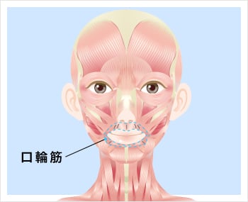 口元の縦ジワの原因口輪筋イメージ