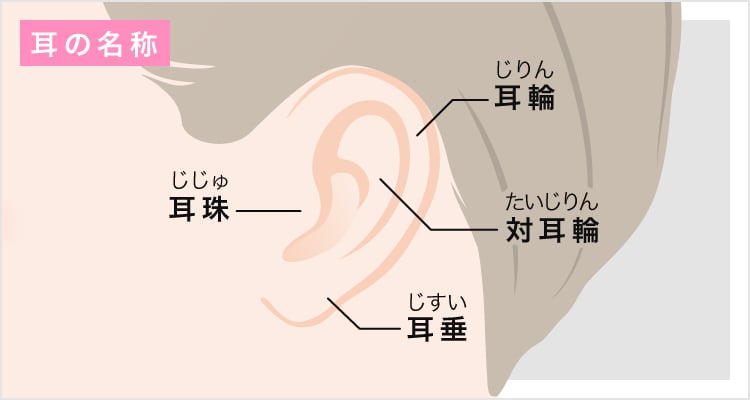 耳の名称