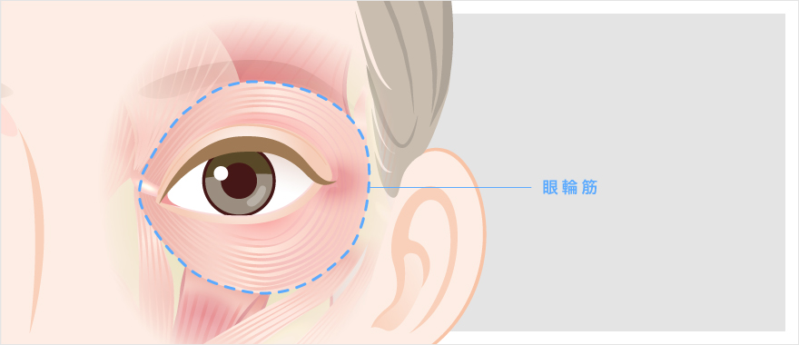 眼輪筋の場所
